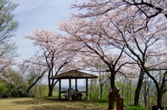 秦野　弘法山　桜