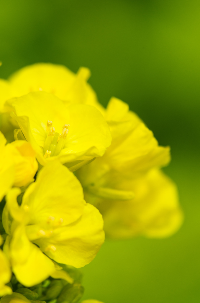 菜の花