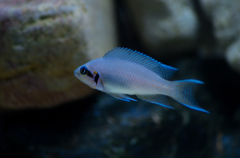 家の熱帯魚シリーズ１