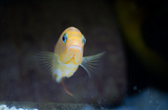 家の熱帯魚シリーズ２
