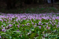 カタクリの森