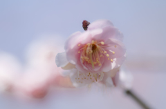 梅 ５