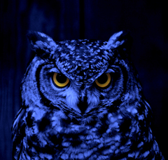 Horned owl