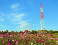 送電搭のコスモス