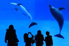 水中の踊子
