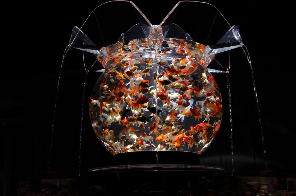 花魁　アクアリウム展