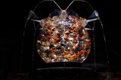 花魁　アクアリウム展