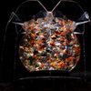 花魁　アクアリウム展