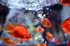 金魚さん