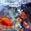 金魚さん