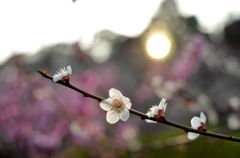 太陽が眺める梅