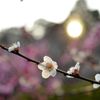 太陽が眺める梅
