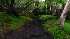 登山道