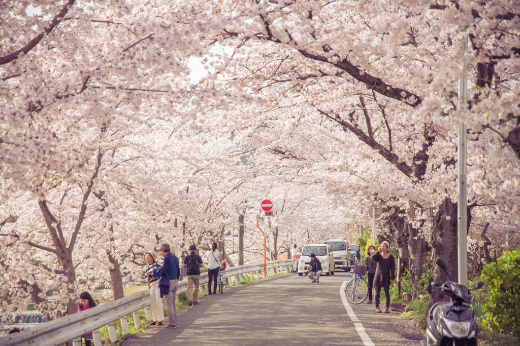 桜のトンネル