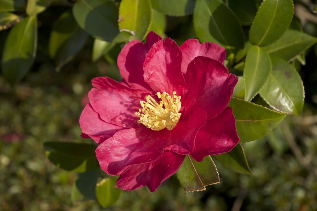 花6