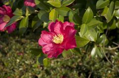 花5