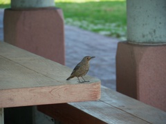 ビーチのベンチで休む小鳥
