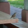 ビーチのベンチで休む小鳥