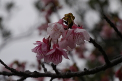 花3