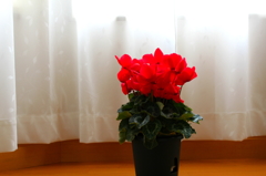 居間のお花