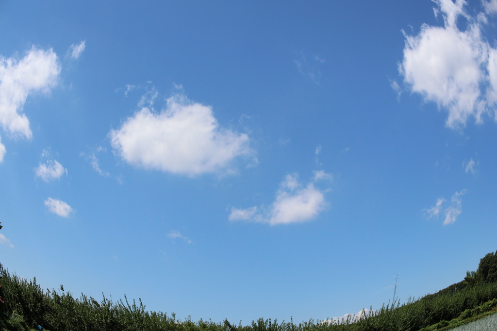 夏の空