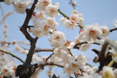 白梅