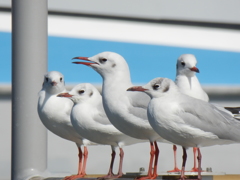 bird