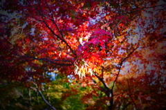 紅葉