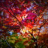 紅葉