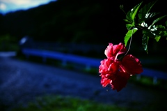 島の花
