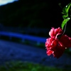島の花