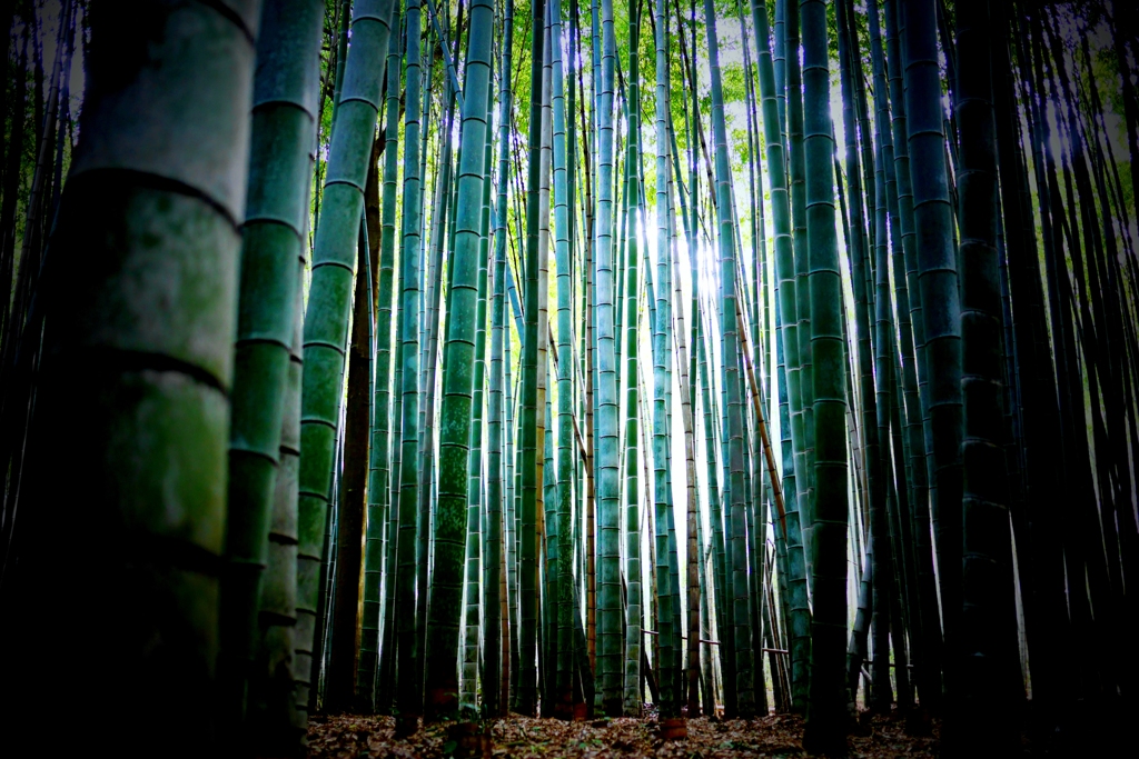 嵐山の竹林