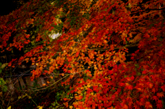 紅く燃ゆる