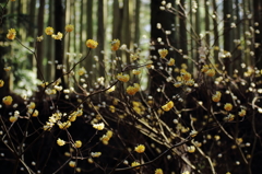 みつまたの森