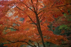 和歌山城　紅葉