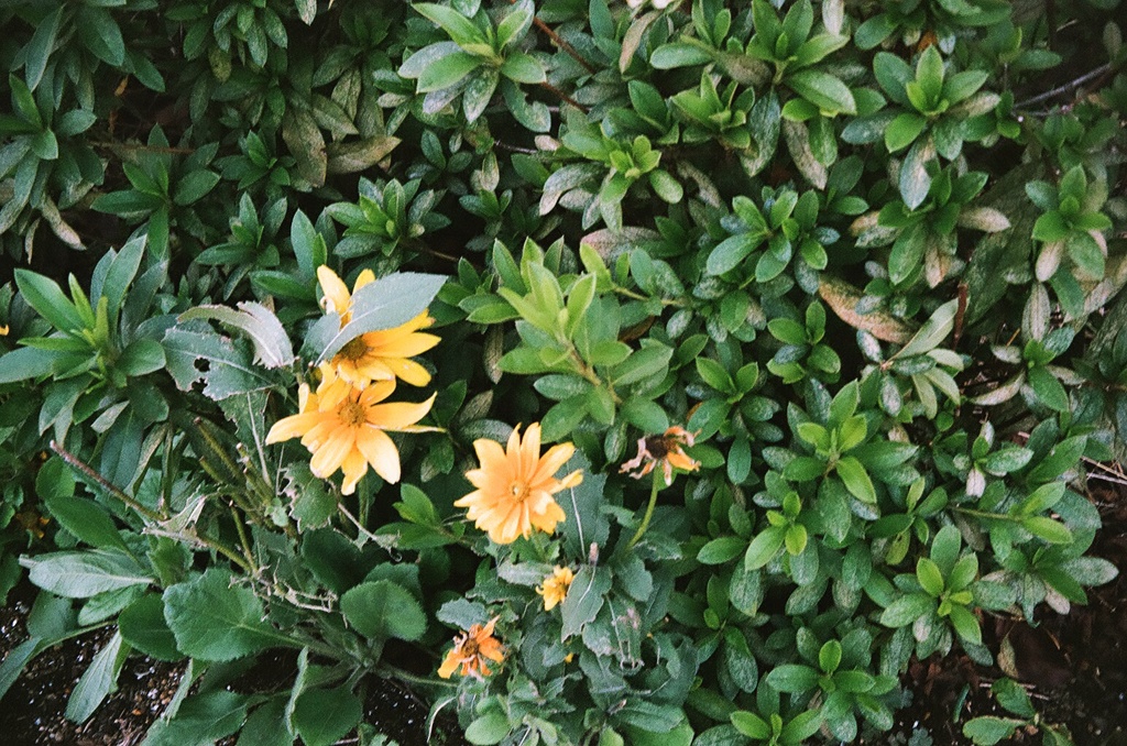 黄色いお花