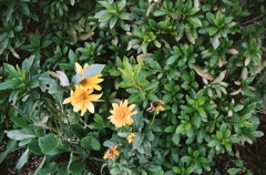 黄色いお花