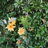 黄色いお花