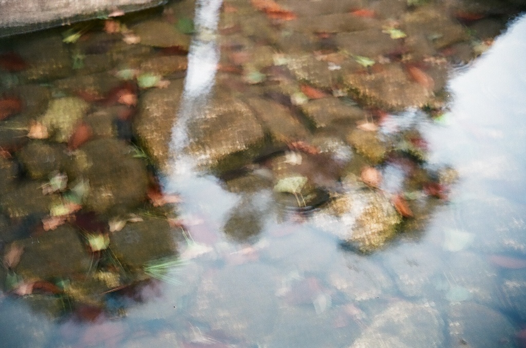 水面と落ち葉