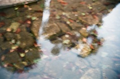 水面と落ち葉