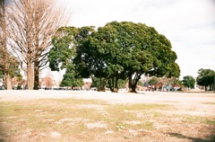 大師公園の大きな樹1