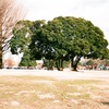 大師公園の大きな樹1
