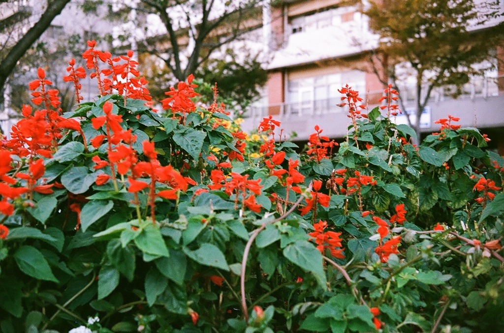 赤い花