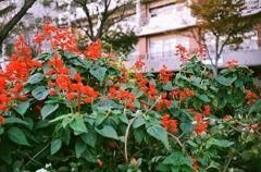 赤い花