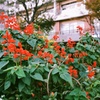 赤い花