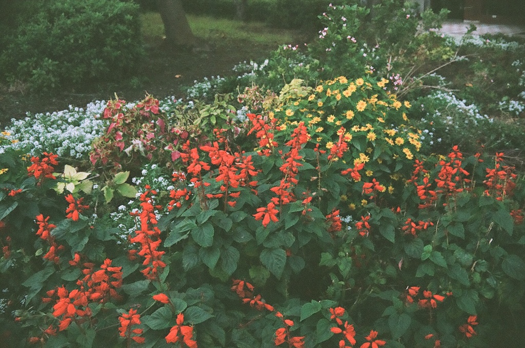 色とりどりのお花