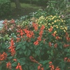 色とりどりのお花
