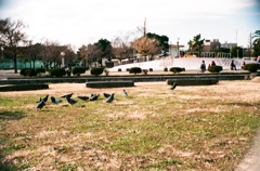 鳩の団欒