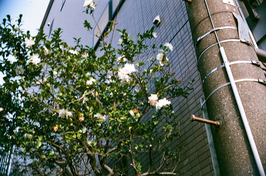 ピントが電柱に・・・