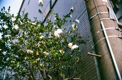 ピントが電柱に・・・